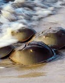 limulus